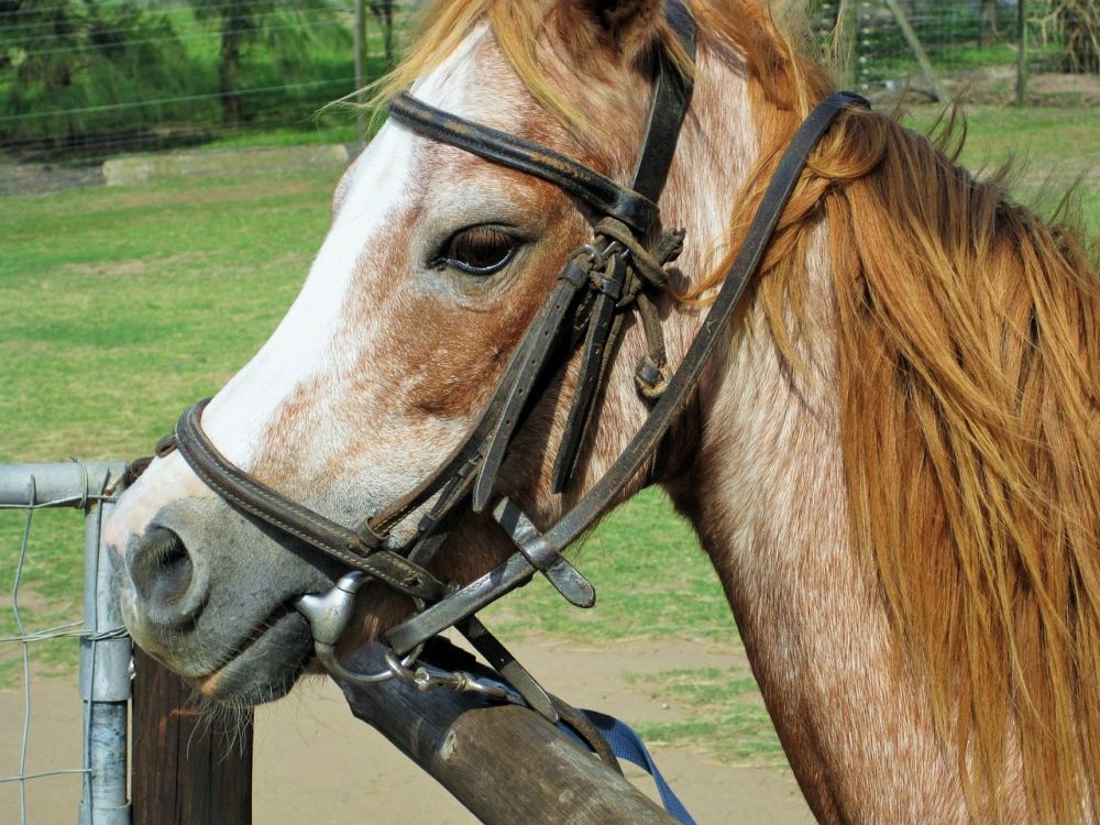 Komplett guide til rideutstyr for hest og rytter